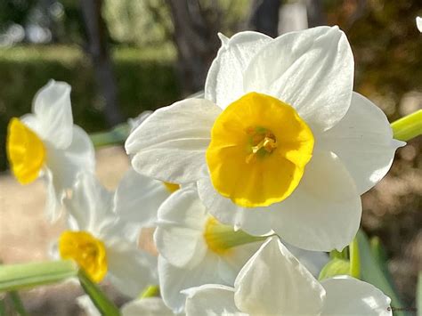 水仙 花|水仙(スイセン)の育て方｜球根の植え方、植え付け・植え替えの 